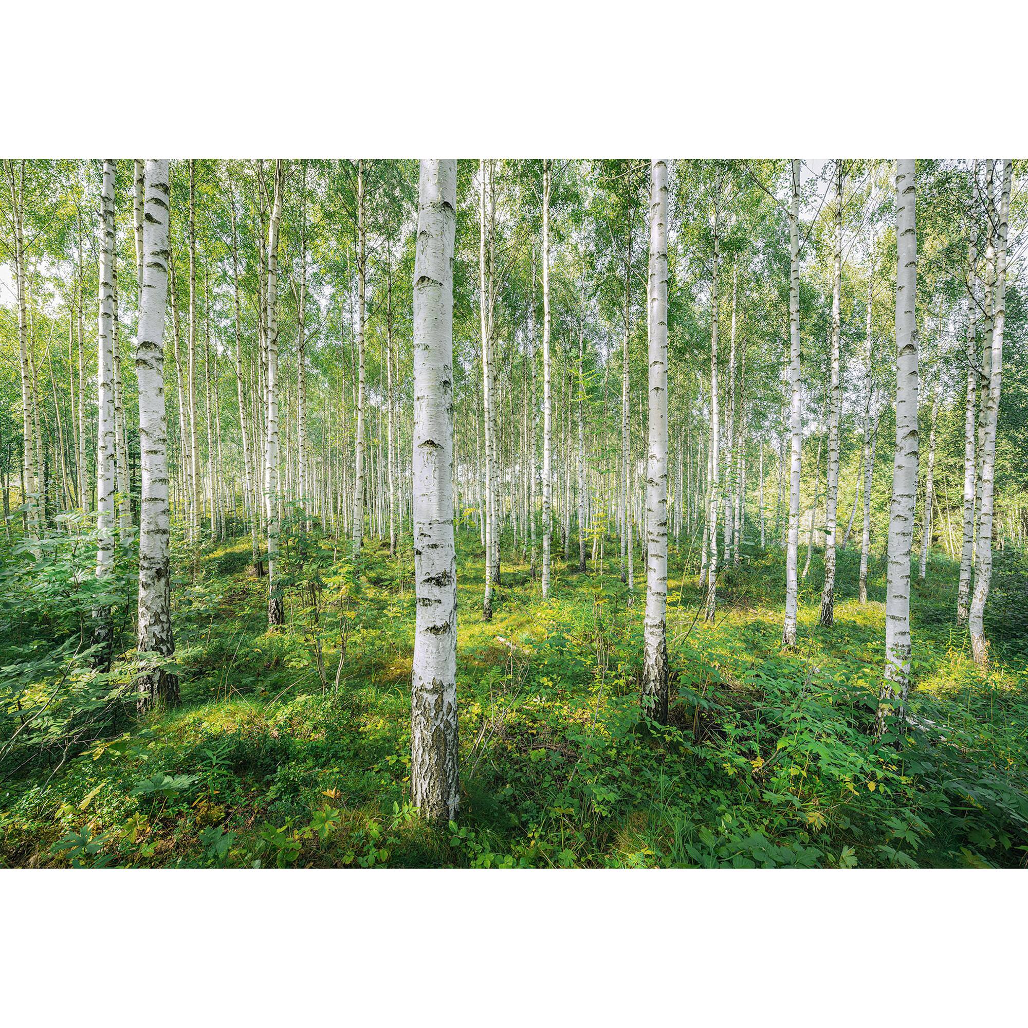 Komar Sunny Day Wall Mural